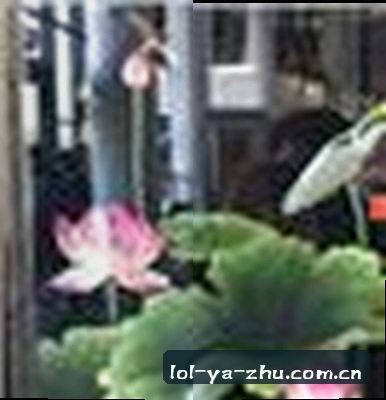 赵刚